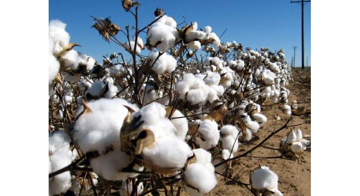 Govt committed to provide best cotton price to farmers: Minister
