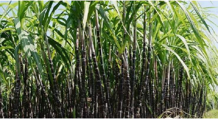 Over 75,000 bio-agent control cards provided to sugarcane growers under NAEP
