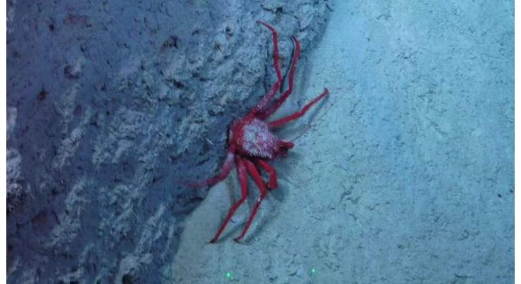 Australian deep-sea reef study could uncover new species
