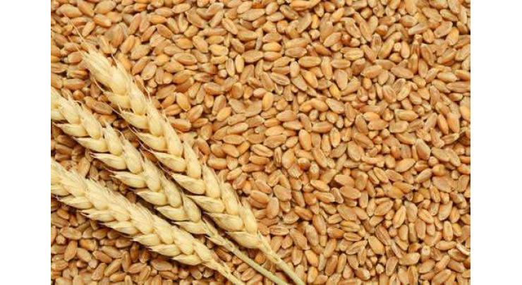 Wheat procurement to start  from April 19
