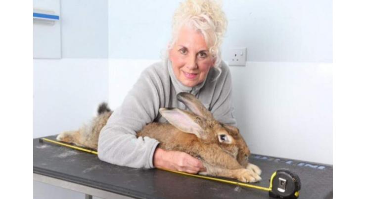 UK police hunt for thieves who stole world's biggest rabbit
