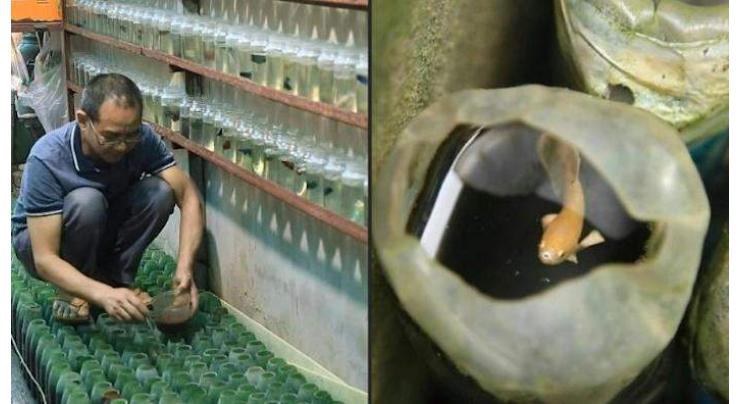 Solo swim: the fighting fish raised alone in Vietnam
