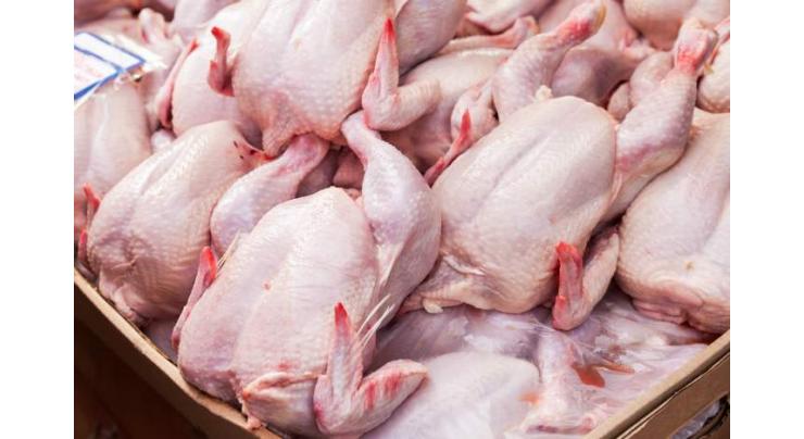 Over 1000 dead chickens recovered, one arrested
