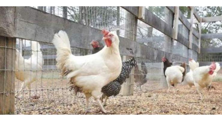 PM's 'Backyard Poultry Initiative': 1200 birds distributed at Rawat
