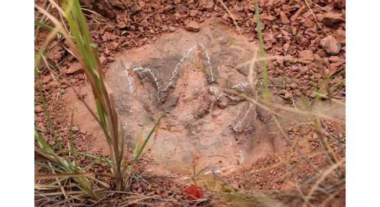 "Dinosaur dance floor" discovered in east China's Fujian
