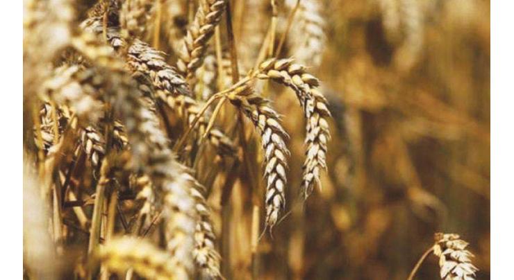 National Assembly body for a comprehensive report on wheat crisis management
