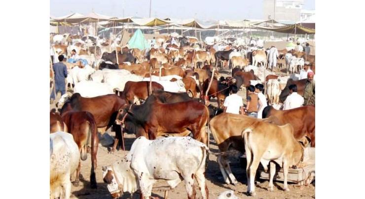 Revolutionary steps being taken to enhance milk,meat production,says Dreshak
