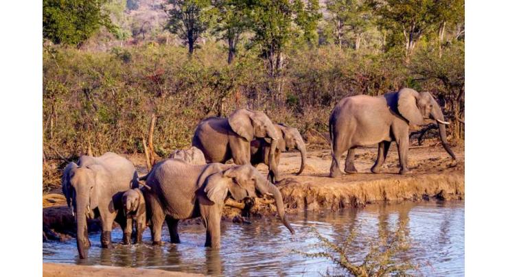 Elephants 'trample' rhino poacher to death in S. African park
