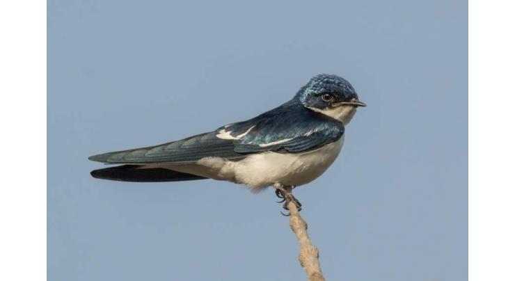 Wildlife deptt rescue four chicks of swallow bird from seller
