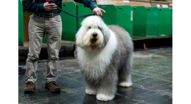 'Dulux dog' breed faces extinction in Britain
