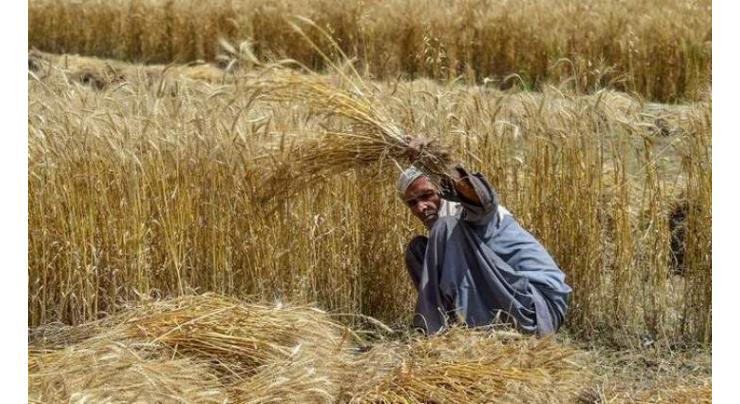 Inter-cropping can reduce cost, increase profit: Secretary agriculture south Punjab
