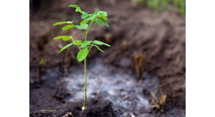 SCCI plants saplings to observe Earth Day

