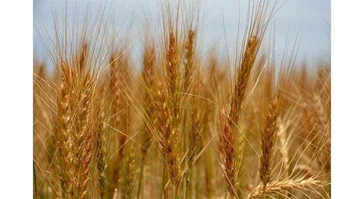Wheat harvesting, threshing in full swing in Potohar
