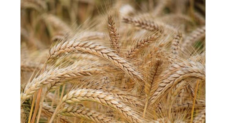 Harvesting, threshing of wheat aggressively at its peak
