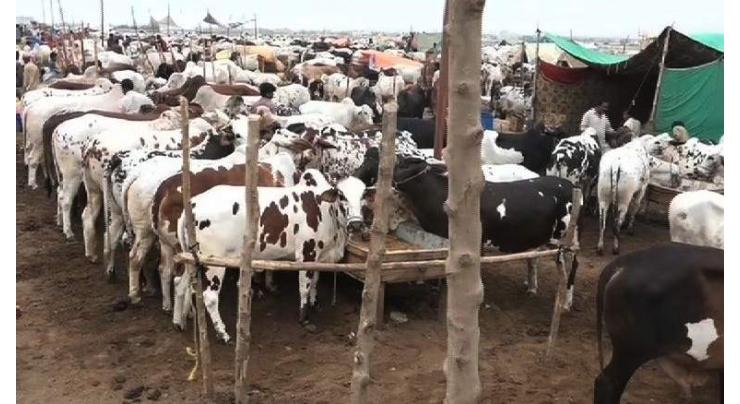 Administration bans holding of cattle markets in Dir
