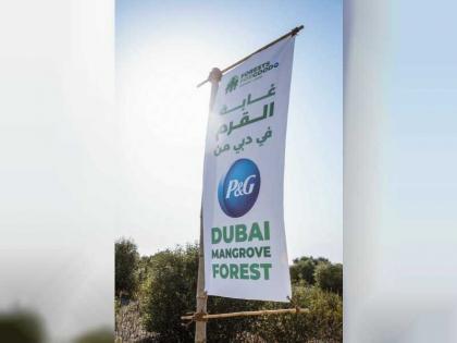 مجموعة الإمارات للبيئة البحرية وبروكتر آند جامبل تفتتحان غابة القرم في صحراء دبي