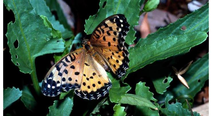 Australian study shows 26 butterflies at great risk of extinction
