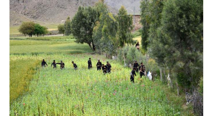 Poppy crop destroyed in Mohmand district
