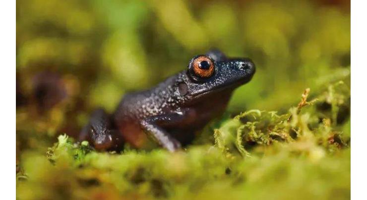 Aussie scientists urge to protect frog species to support ecosystems, biodiversity
