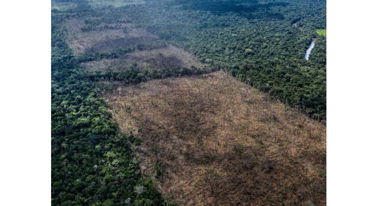 Supermarkets threaten Brazil boycott over deforestation
