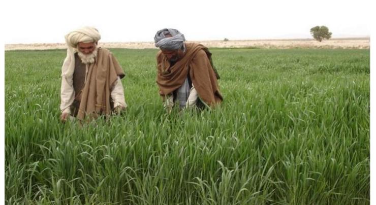 Farmer community hails PTI government  for launching Kisan Card
