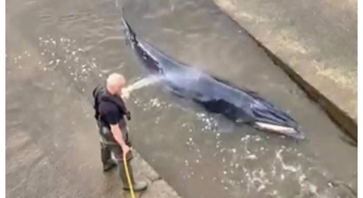 Young whale stranded in London's Thames is put down
