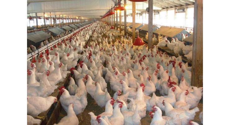 Corona makes adverse effects on supply-demand chain of poultry products in KP

