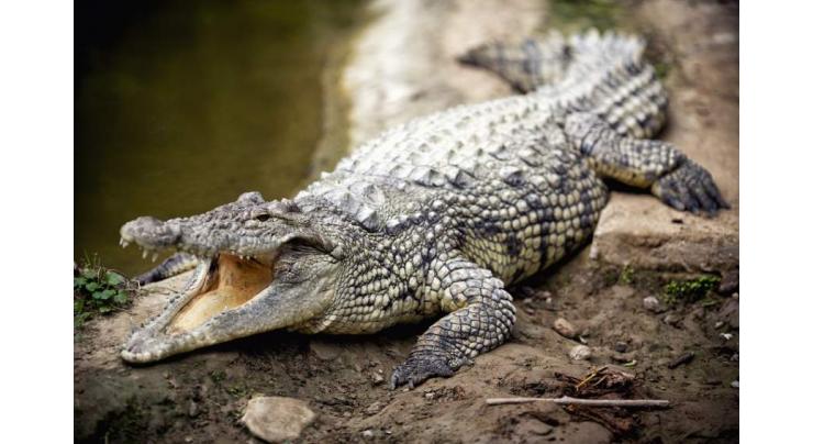 New extinct crocodile species found in Australian Outback
