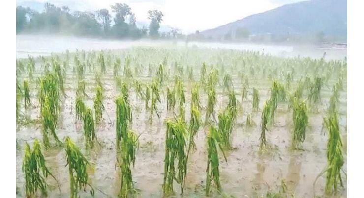 Heavy rain coupled with hailstorm damaged standing wheat crop in Abbottabad district
