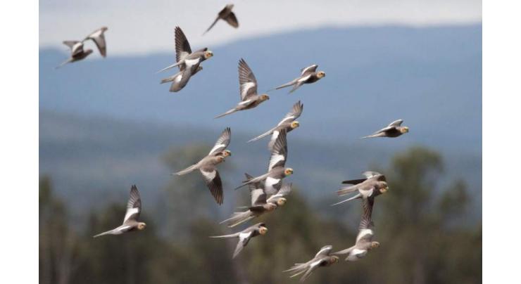 Aussie study estimates global bird population of about 50 bln
