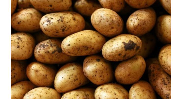 About 150,000 nucleus potato tubers to produce 50,000 tons of certified seeds
