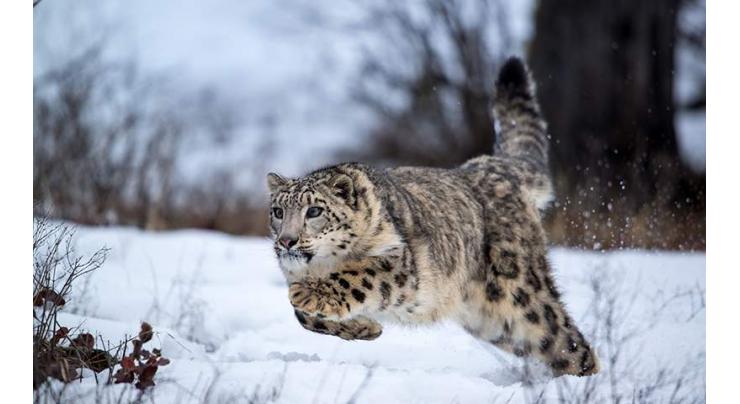Snow leopard killed over 60 cattle
