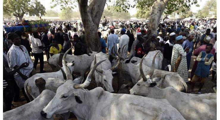 Nigeria cattle thieves kill 21 local vigilantes: official
