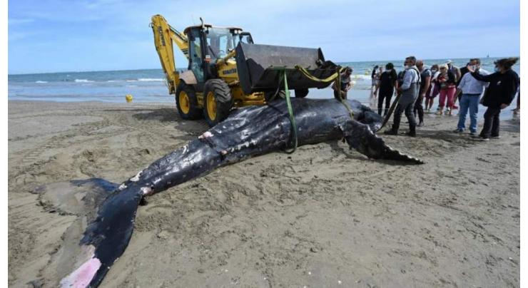 Humpback whale found dead on beach in France
