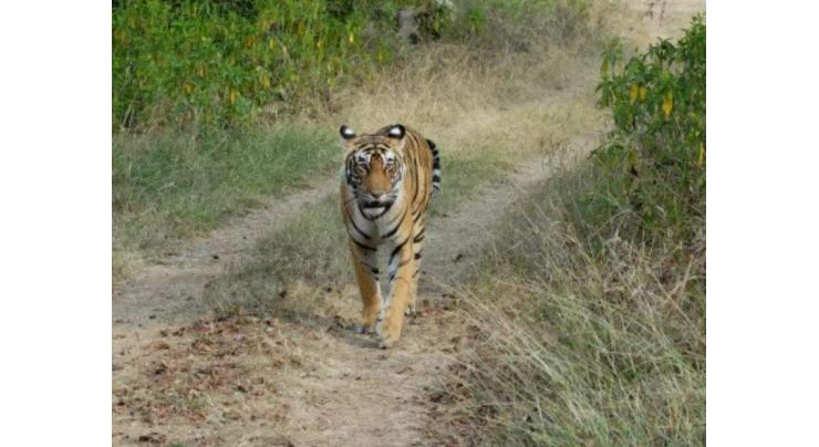 Bangladesh arrests notorious tiger poacher
