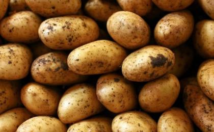 About 150,000 nucleus potato tubers to produce 50,000 tons of certified seeds
