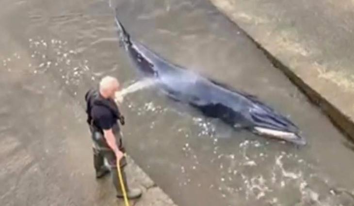 Young whale stranded in London's Thames is put down