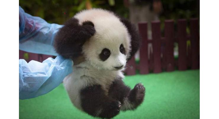 Third giant panda cub born in Malaysia
