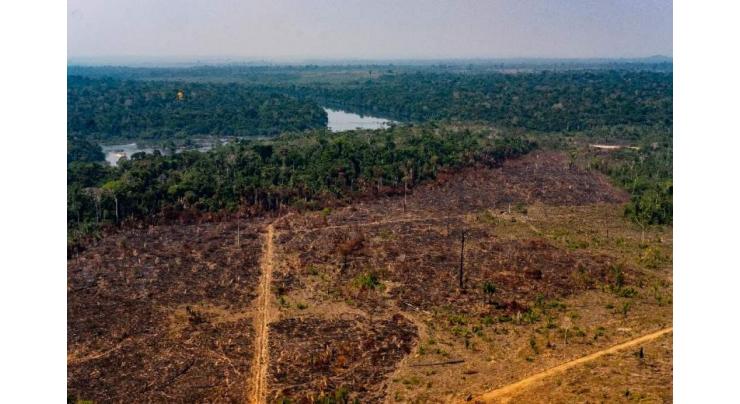 Brazilian Amazon deforestation hits record for May
