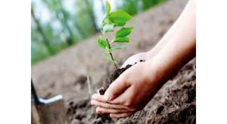 Forest deptt plants five million saplings in civil division
