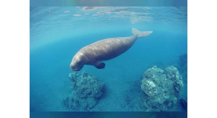 Dugong, seagrass toolkit selected among top 25 UAE Government Innovations