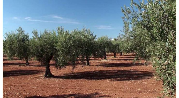 FWRDP provides free seeds, olive samplings to farmers
