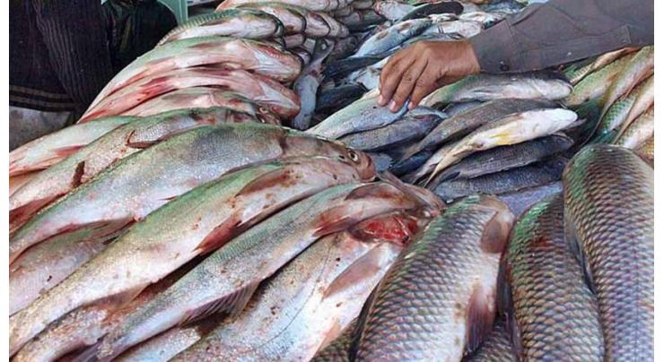Fish export increased during first nine month of current FY, says economic survey
