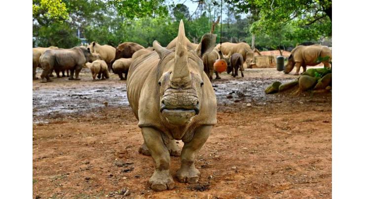 Japan zoo prays for rhino love as new resident settles in

