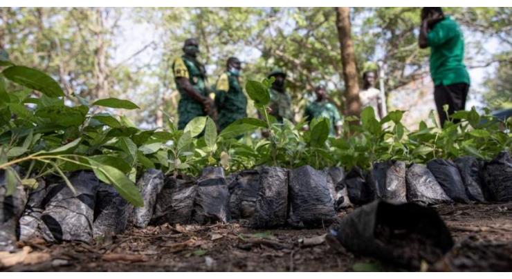 Ghana to plant about 5 mln trees to combat deforestation
