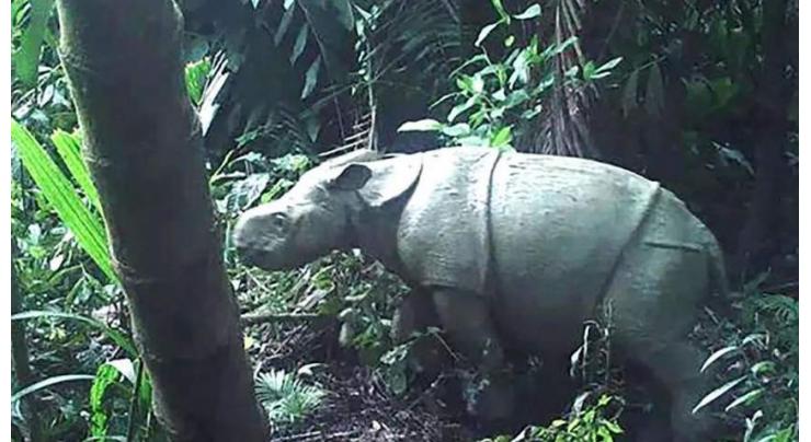 Two rare Javan rhino calves spotted in Indonesia

