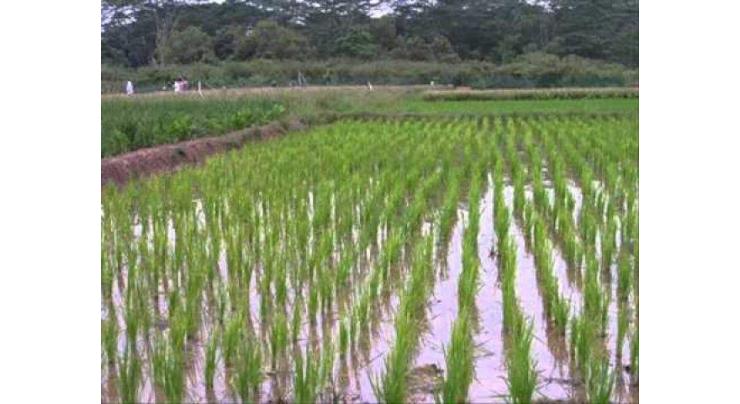 Ongoing pre-monsoon rains to benefit Rice and Cotton crops
