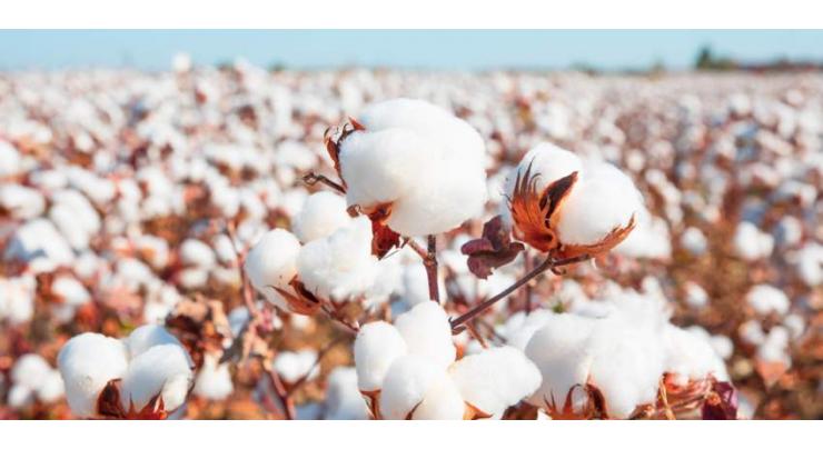 Cotton production technology sans pesticides, fertilizers under consideration
