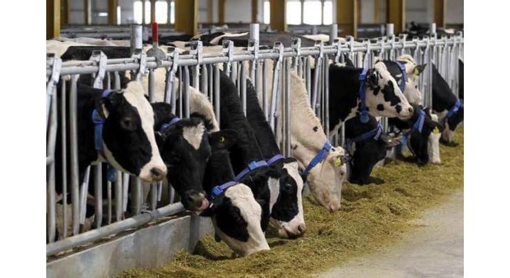 Punjab govt allocates Rs 5,000 mln for livestock and dairy development
