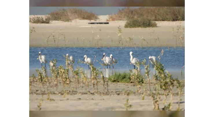 EGA begins planting 10,000 mangroves in Jebel Ali Wildlife Sanctuary